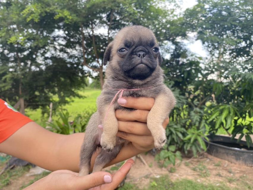 สุนัข 4
