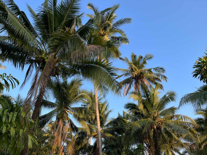 ขายที่ดิน 2-1-63 ไร่ อ.บางคนที จ.สมุทรสงคราม 5