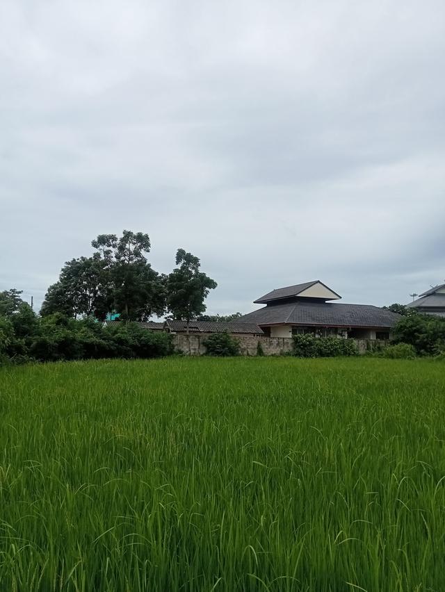 ขายที่ดินเปล่า ชุมชนตลาด  เขาย้อย เพชรบุรี (เหมาะกับลงทุน) 3
