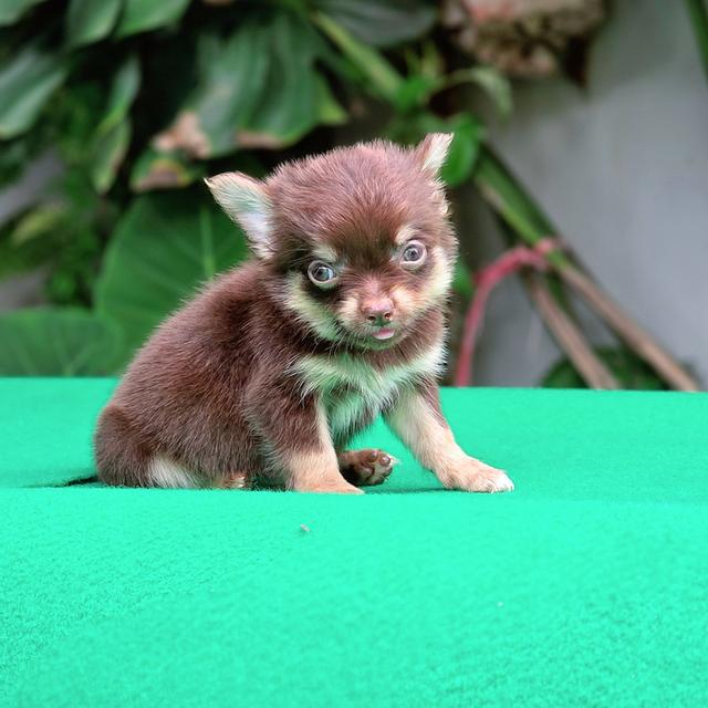 น้องโรมิโอ ชิวาวาขนยาวไซส์จิ๋วสีช็อคแทนสุดหล่ออายุสองเดือนพร้อมซนวัคซีนแล้วมีส่งเก็บปลายทาง
