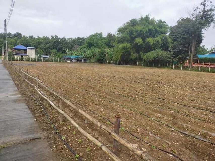 Land  Farm 1 rais  for sale Chiang Mai 3