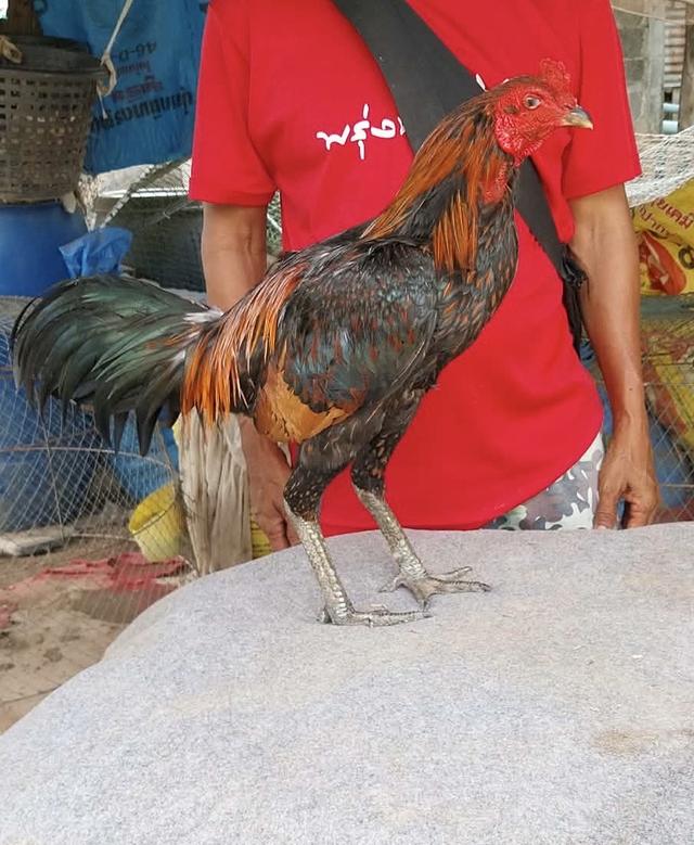 ไก่ชน พิษณุโลก พม่าแผลคอ