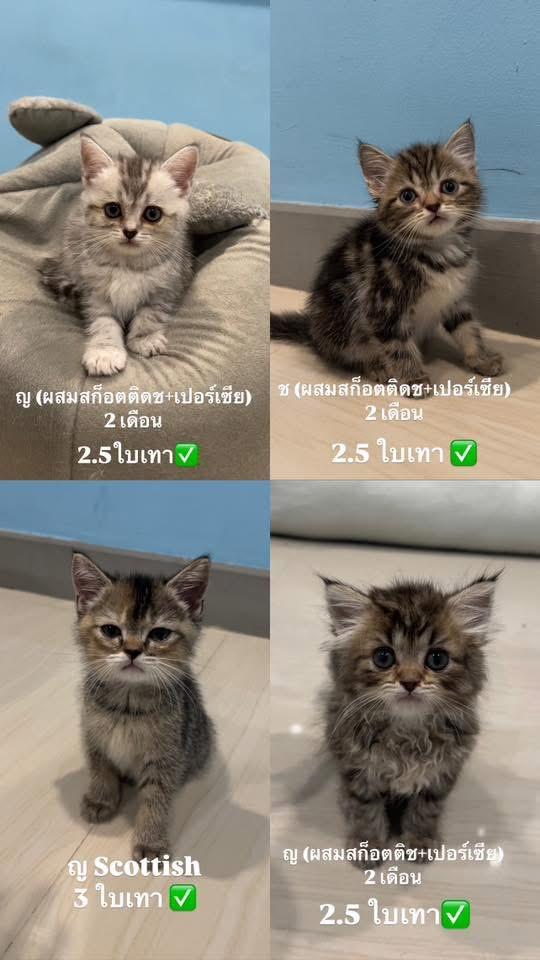 สก็อตติช