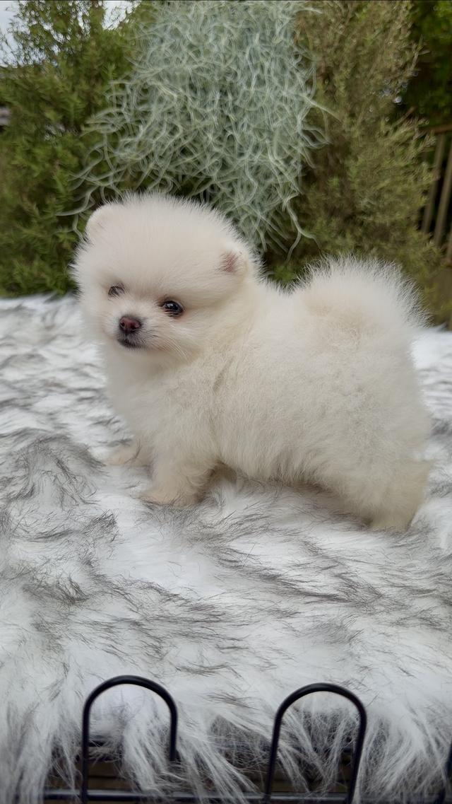 น้องหมาปอมทีคัพพาราจัดโปร