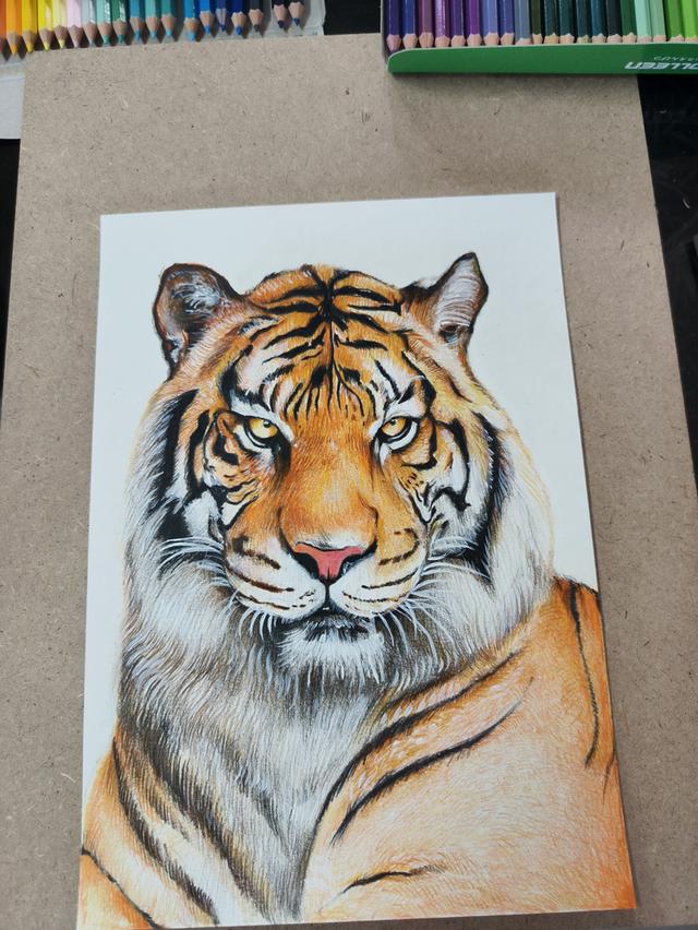 รูปวาดเสือขนาด A4 สีไม้ รูปที่ 1