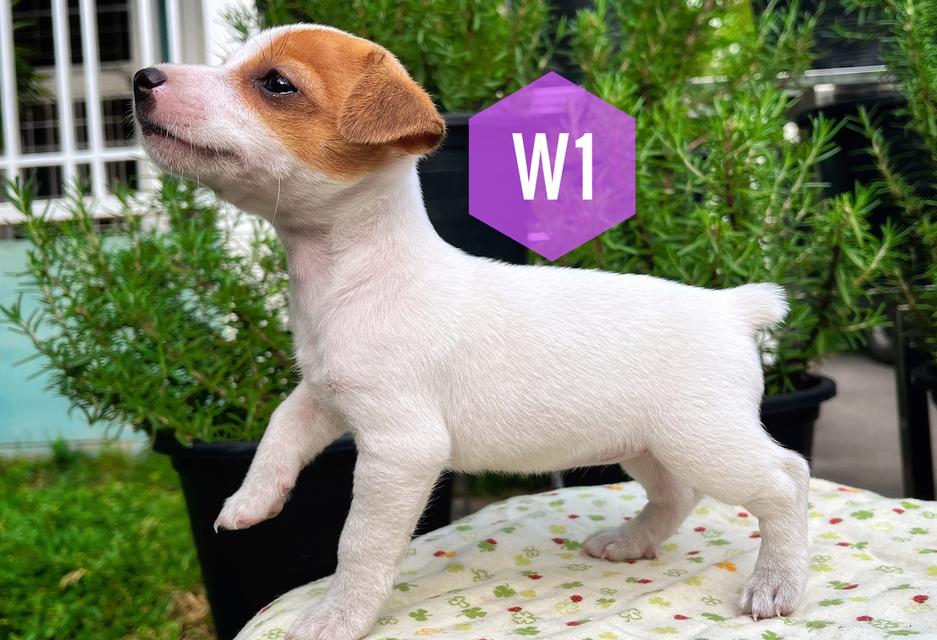 ลูกสุนัข Jackrussell เพศเมีย