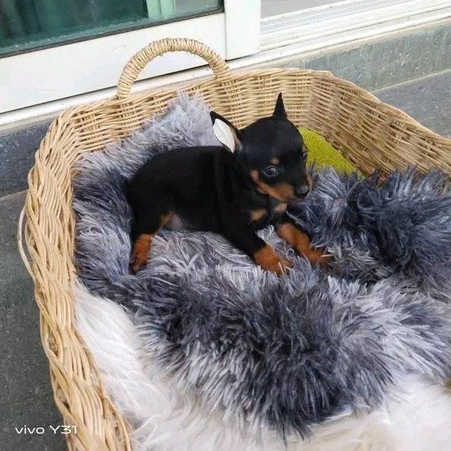 ลูกสุนัข Miniature Pinscher สีดำ 4