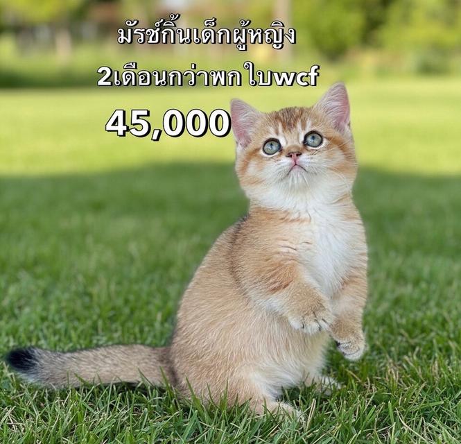 แมวมันช์กิ้น รวมเด็กๆมันช์กิ้นทั้งหมดของฟาร์ม 9