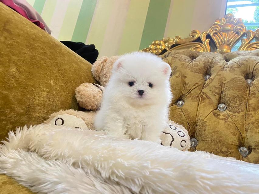 ลูกปอมแท้ อ้วนกลมฟูหมีๆ น่ารักมาก มาดูตัวจริงได้ค่ะ