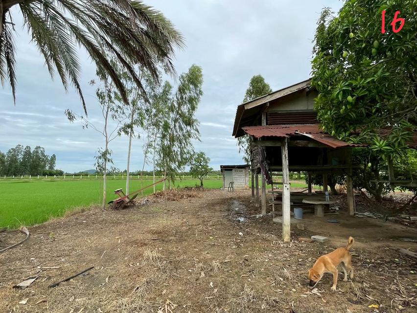 ขายด่วนที่ดินแปลงสวย 10 ไร่ 12