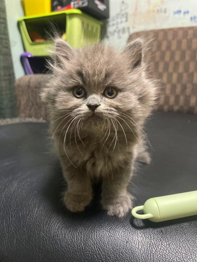 แมวสีไลแลค-ทั้งตัว (Lilac cat) 9