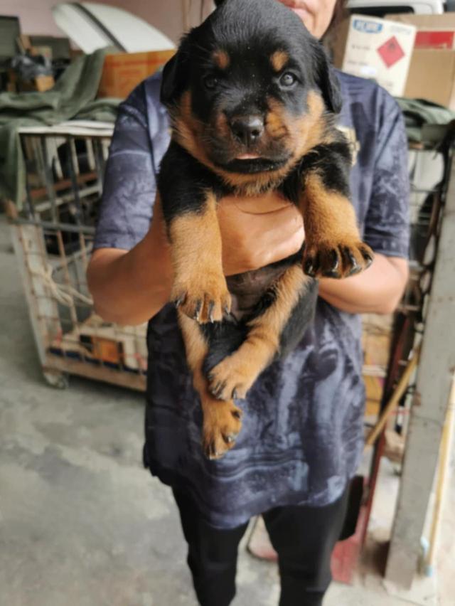 เปิดจองลูกสุนัขร็อตไวเลอร์สายเลือดนอกนำเข้าต่างประเทศ
