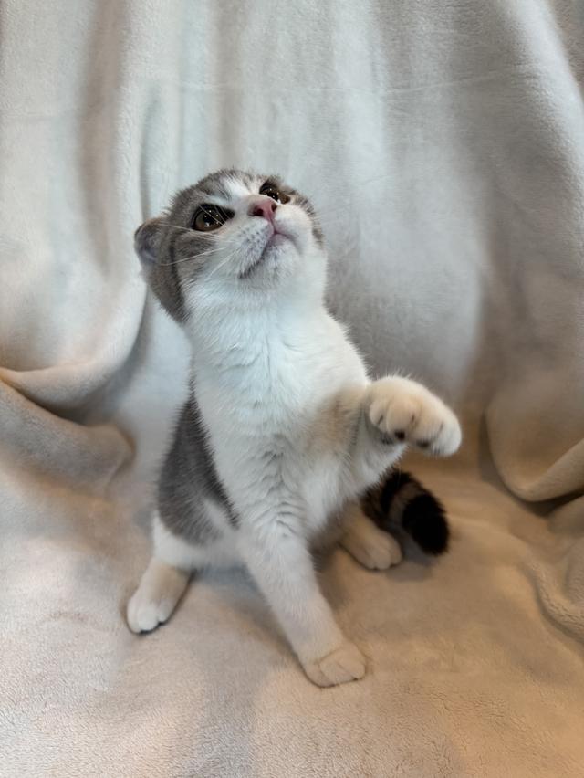 คนขายเลี้ยงเองค่ะ สก็อตติสโฟล์ด ผู้ รูปที่ 2