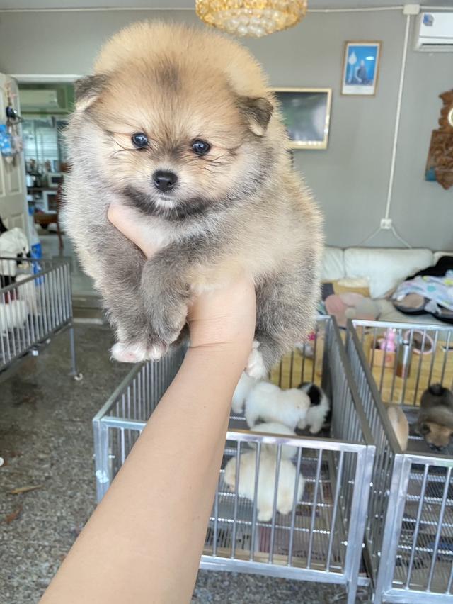 ปอมปอมแท้ อ้วนกลมหมี 