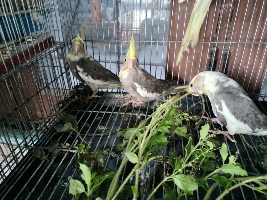 ลูกป้อน 3
