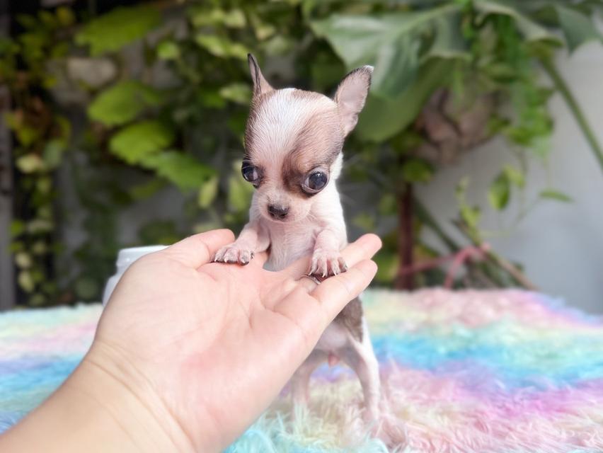 ชิวาวาแท้ ทีคัพ ขนสั้น เพศเมีย 9