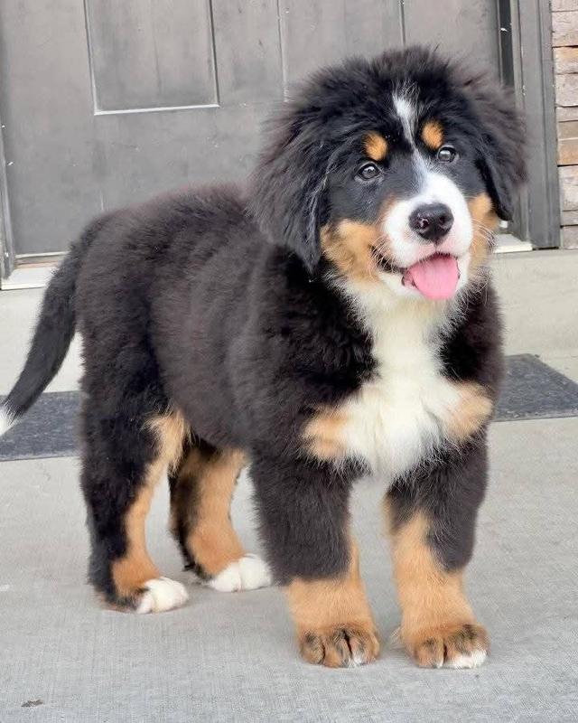 ขาย Bernese Mountain Dog หน้ามึน 2