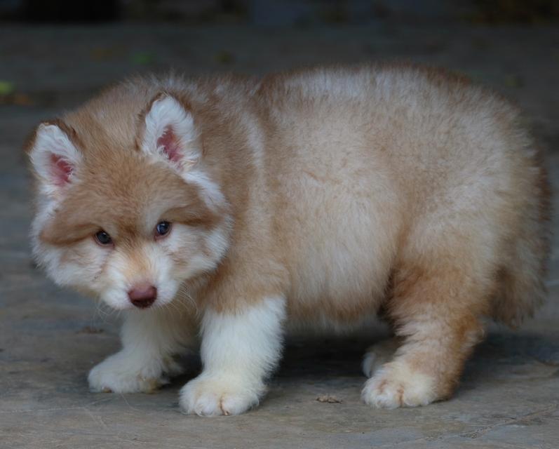 ไซบีเรียนฮัสกี้ Siberian husky 5