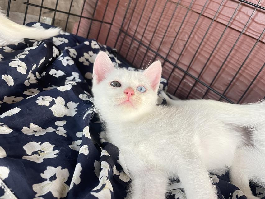 [เด็กๆพร้อมย้ายบ้านทั้ง3]พ่อพันธุ์ แม่พันธุ์ ไม่แบ่งครับ | แมวสายพันธุ์ขาวมณี(The White Pearl),แมวสายพันธุ์สก็อตติชโฟลด์(Scottish fold) รูปที่ 8