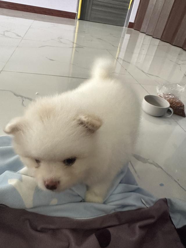 สุนัข ปอมเมอเรเนียน 7