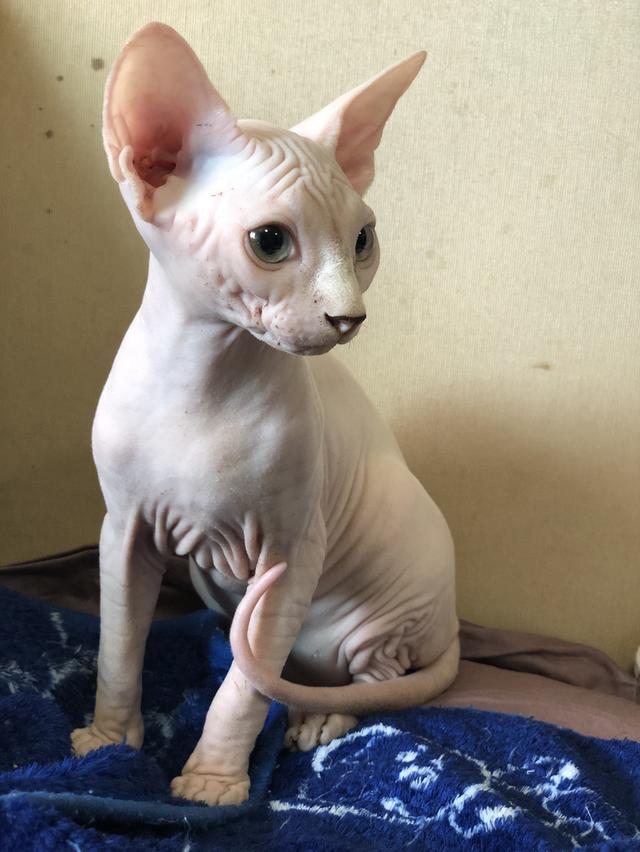 แมวสฟิงซ์ sphynx cat  4