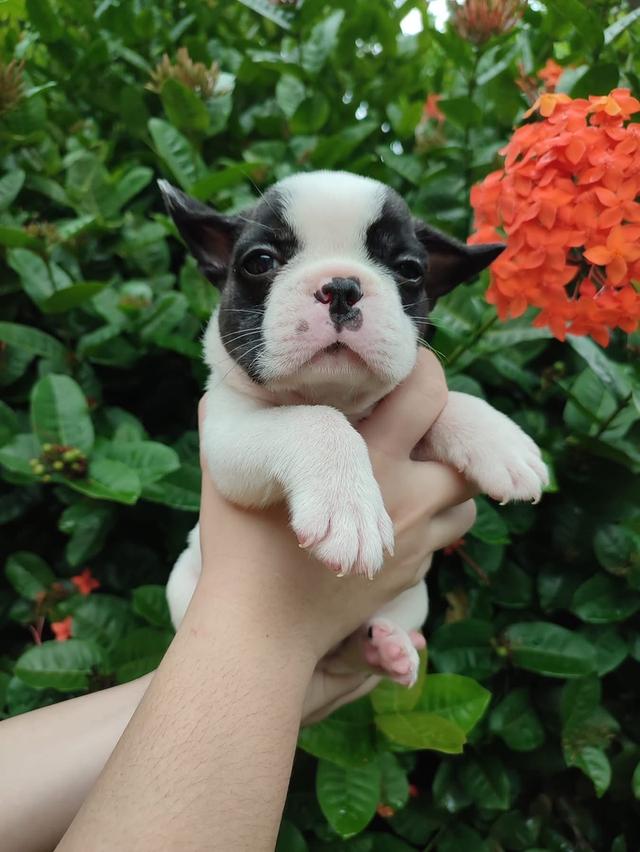 ลูกหมา French Bulldog พันธุ์แท้ 1