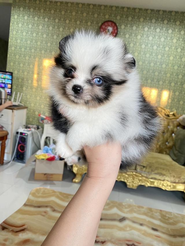 ลูกปอมแท้ จัดส่งทั่วประเทศ