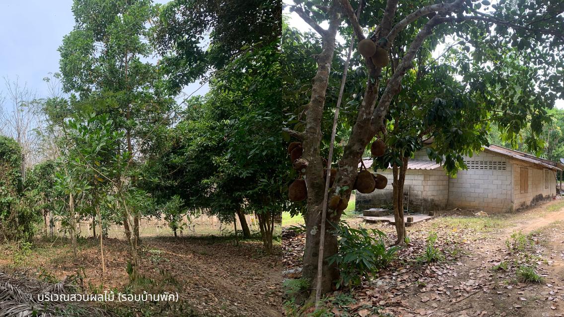 ขายที่ดินพร้อมสวนปาล์มและสวนยางพารา เนื้อที่รวม 52 ไร่ อำเภอกะเปอร์ จังหวัดระนอง 6