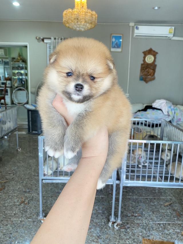 ปอมปอมแท้ อ้วนกลมหมี
