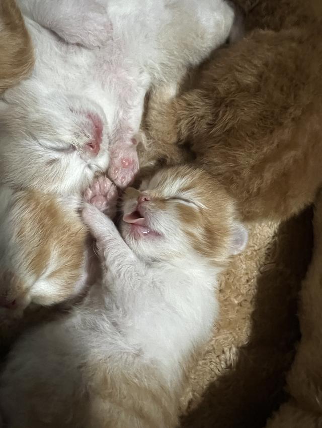  ลูกแมวเปอร์เซียแท้ เลี้ยงระบบปิด พร้อมย้ายบ้านเดือนธันวาคม น้องเกิดวันที่ 29/10/68 6