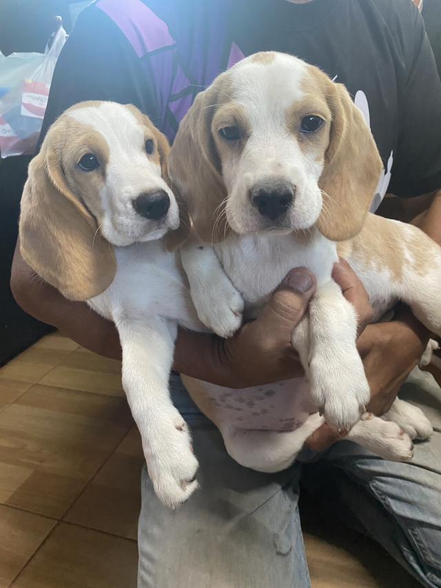 น้องหมาบีเกิ้ล​แท้​ ตอนนี้เหลือแต่ตัวเมีย​ค่ะ 2