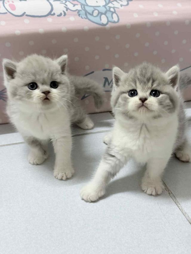 แมวสก็อตติช