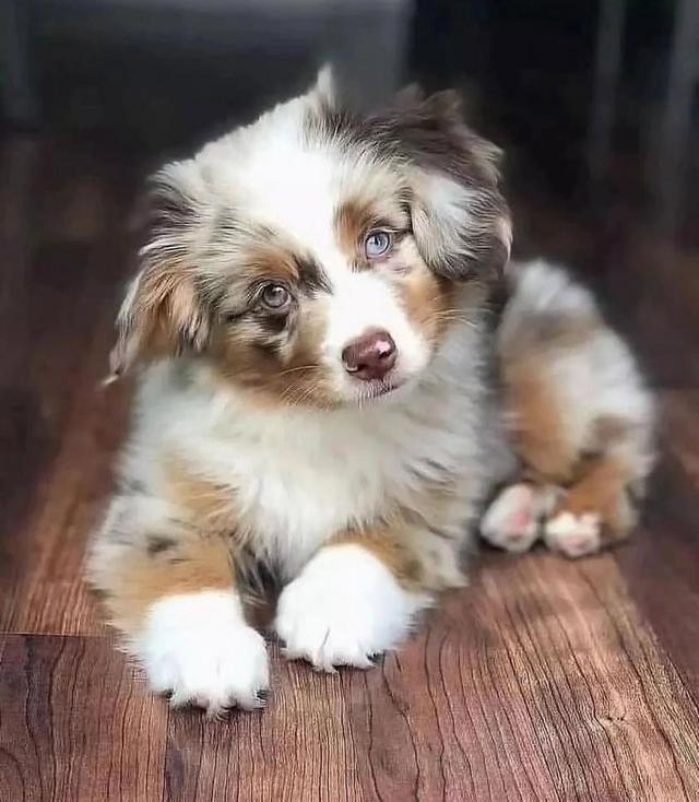 พร้อมขายน้องหมา Australian Shepherd 2