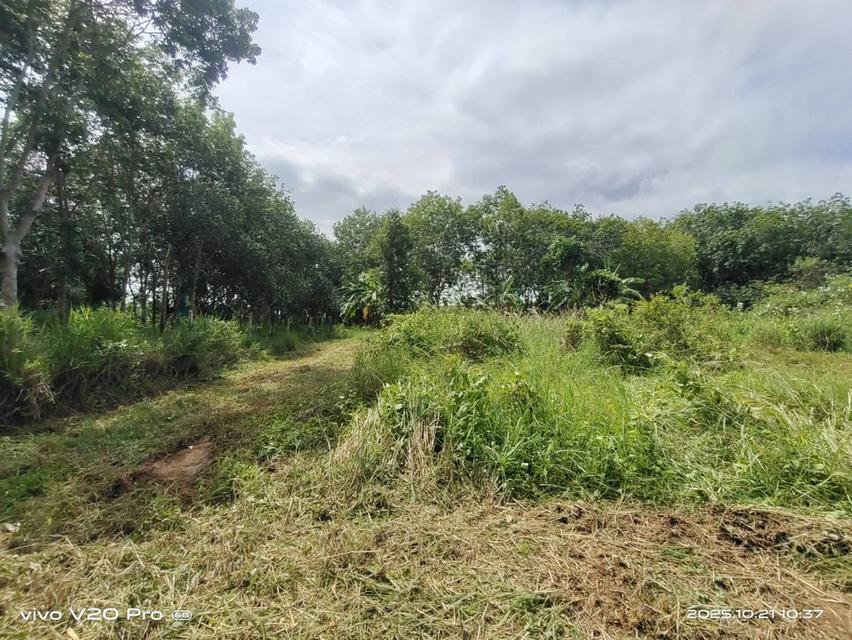 ที่ดิน 10 ไร่ 70 ตรว. นิคมฯ กม.5 อ่าวน้อย ประจวบคีรีขันธ์ 4