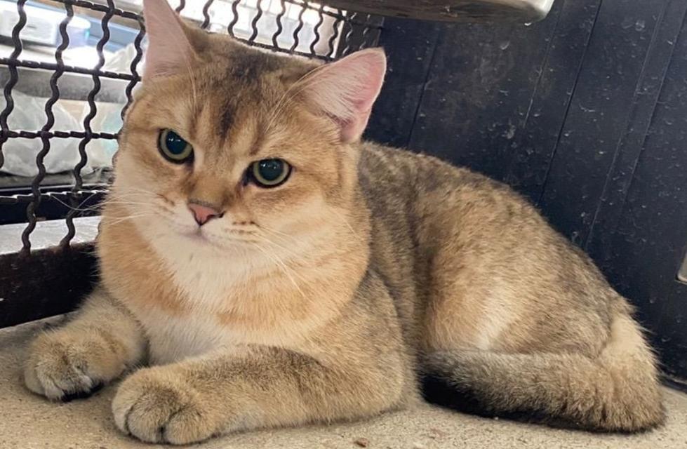 แมวบริติช ช็อตแฮร์ Britishshorthair 4