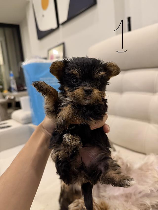 หมายอร์คเชียร์(Tcup)