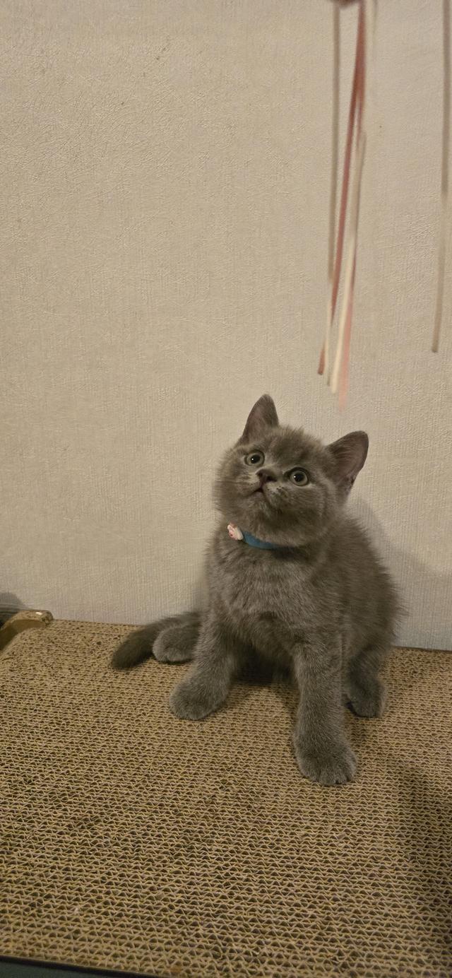 British Shorthair 😻😽😻 ฟอร์มหมี น่ารัก รูปที่ 5