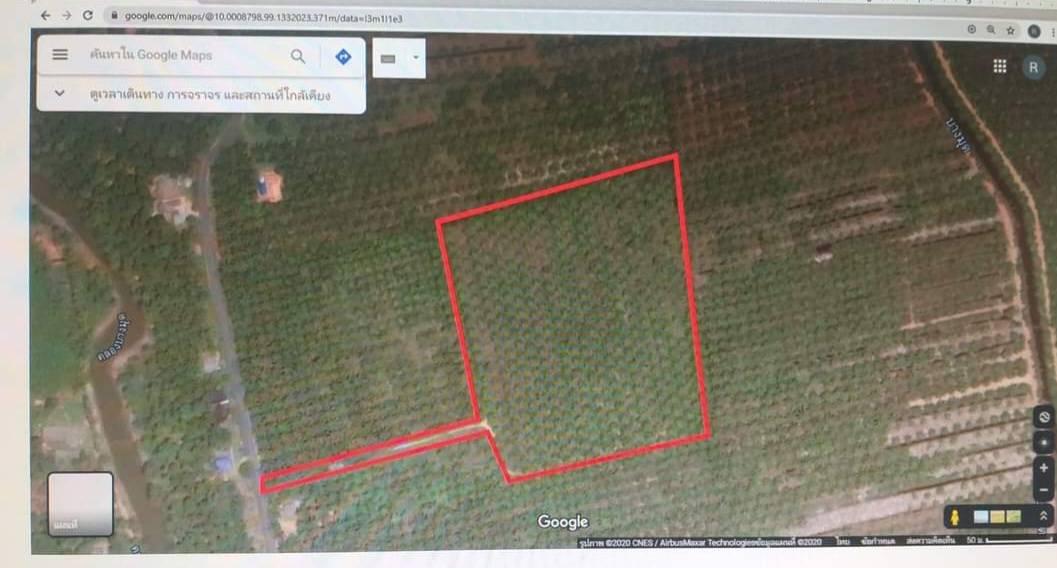 ที่ดิน สวนปาล์มน้ำมัน อ.หลังสวน จ.ชุมพร