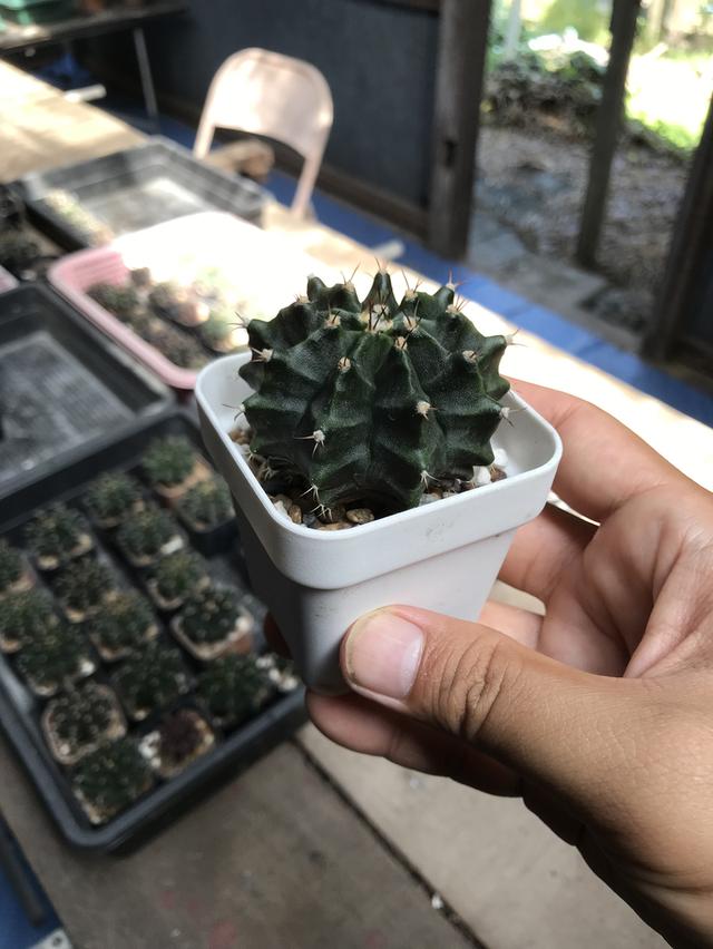 กระบองเพชร ยิมโนเขียว