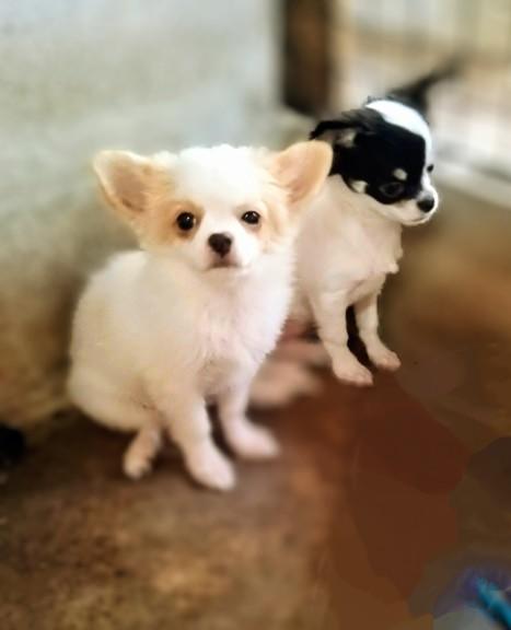 สุนัขชิวาว่า ผช.ขนยาว