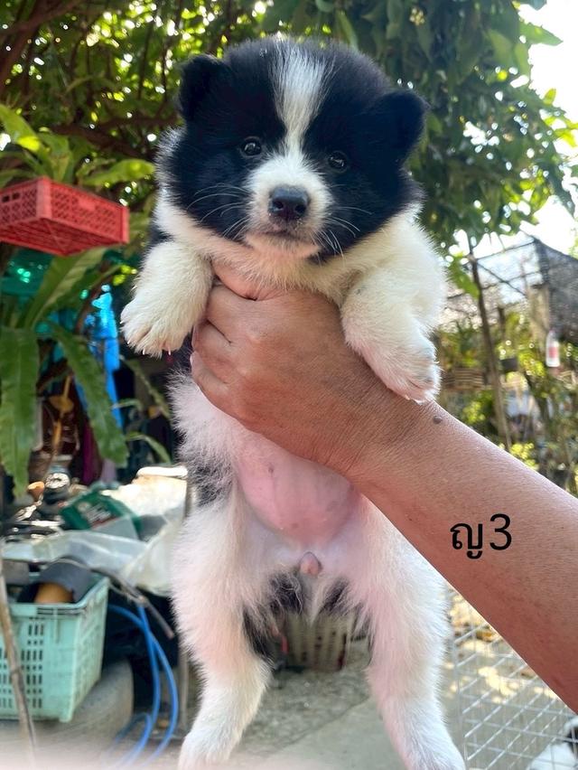 ลูกสนุัข พันธุ์บางแก้ว 19