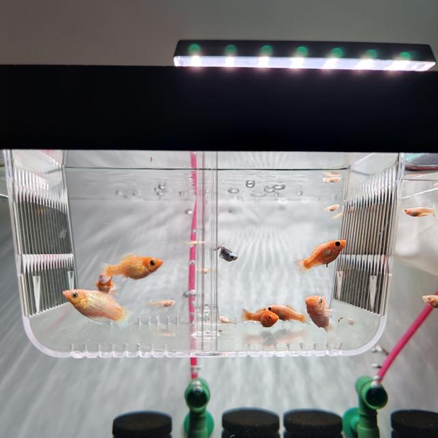 ลูกปลาบอลลูนส้มแพลตตินั่ม รูปที่ 4