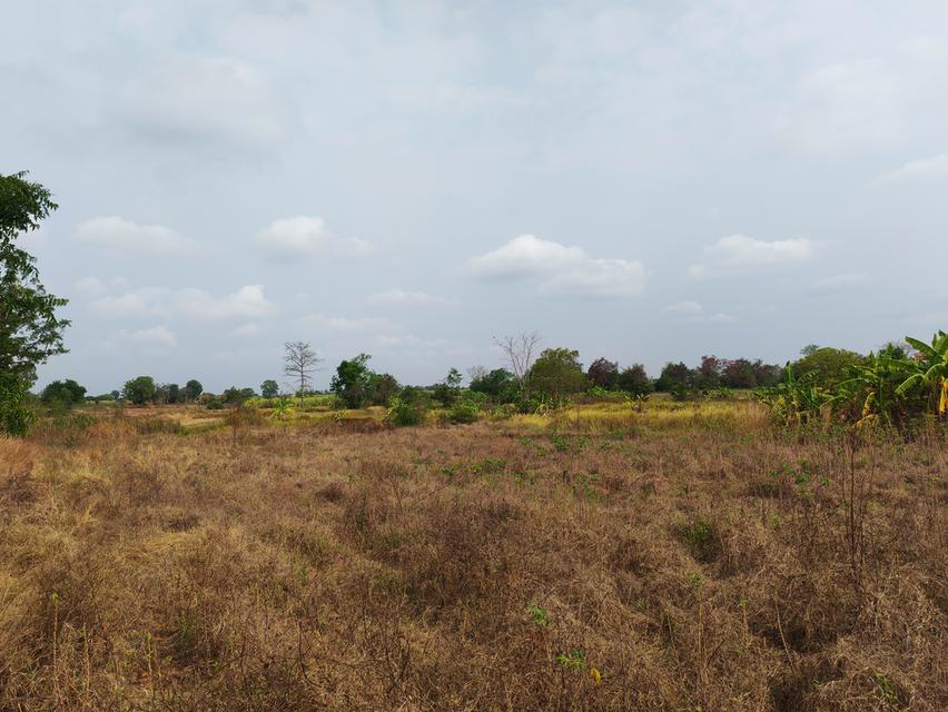 ขายด่วนที่ดิน ขายด่วน ที่ดินสวยแปลงใหญ่ 2แปลงติดกัน ไร่ละ 86,000 บาท จำนวน46-3-31 ไร่ และ 17-0-25 ไร่ เจ้าของคนเดียวกัน เป็นที่ไร่ผสมนา ติดทางสาธารณะท 9