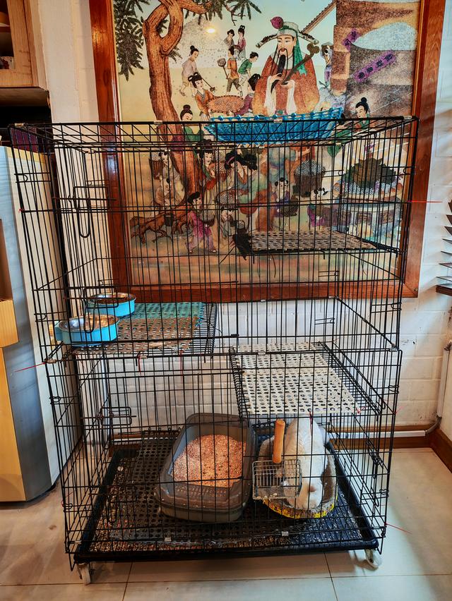 Cage for cats or rabbits