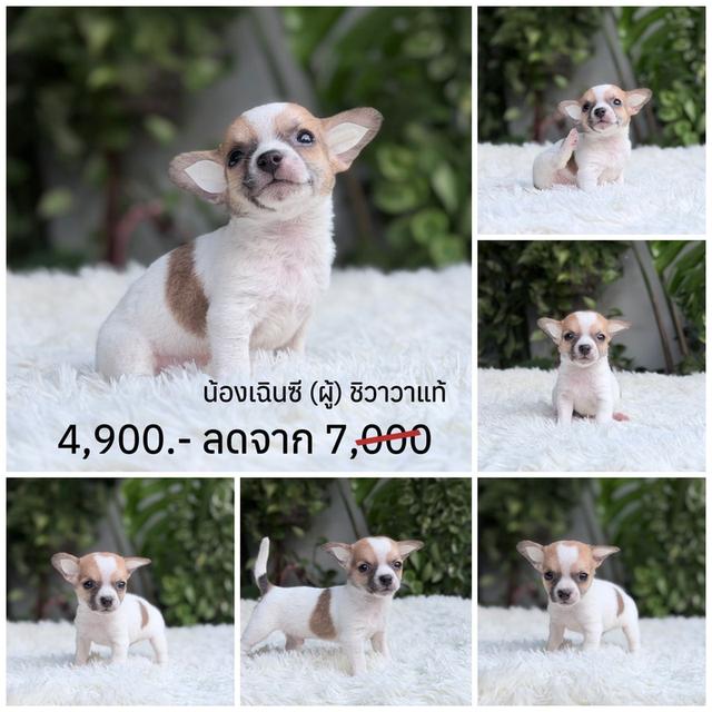 ชิวาวาแท้ขนสั้น พร้อมย้ายบ้านพิกัดรามอินทรา รูปที่ 5