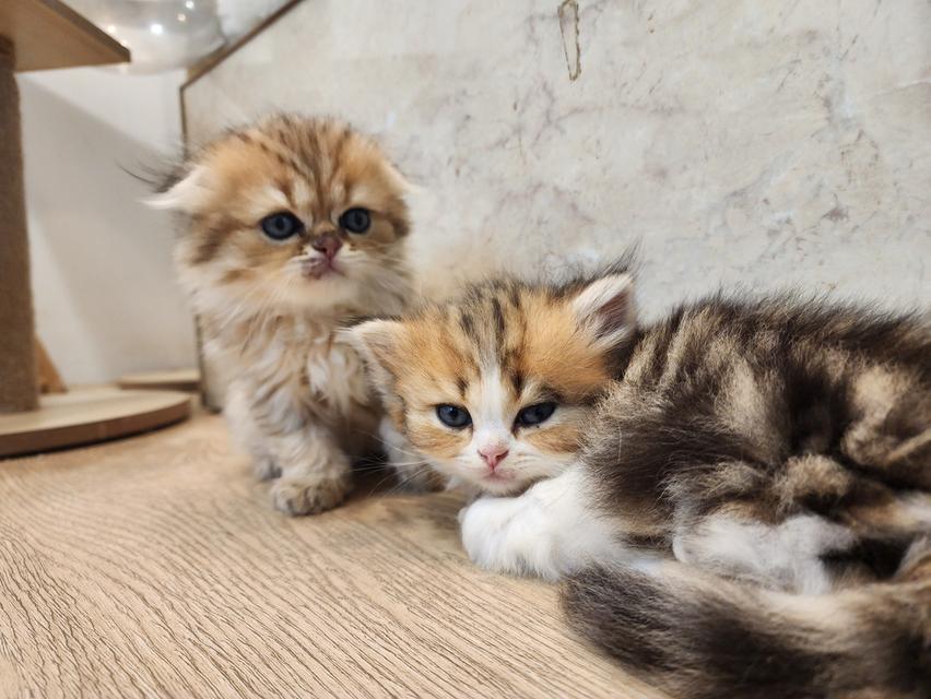 แมว สก็อตติช อายุ 2-3 เดือน ตัวละ 5000 พิกัดไทรม้า 8