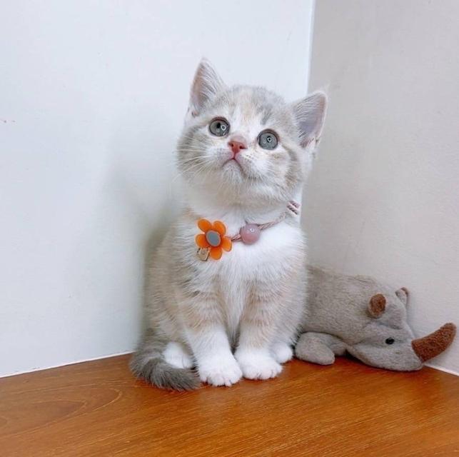 Scottish fold (ผู้หญิง) 4