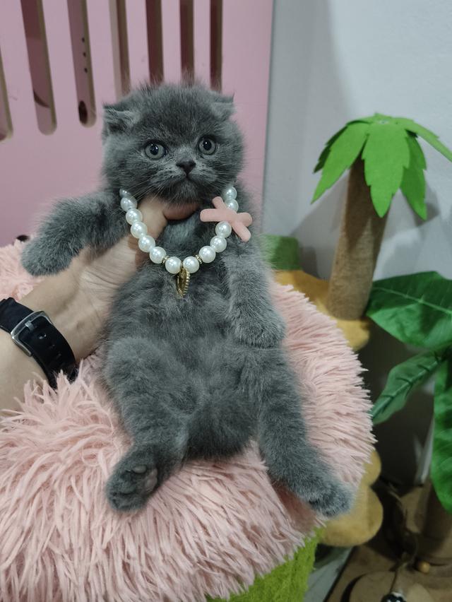 ❌❌ปิดการขาย❌❌เด็กชายหาบ้าน 💒🏡 สีบลูเข้ม😻😻 รูปที่ 11