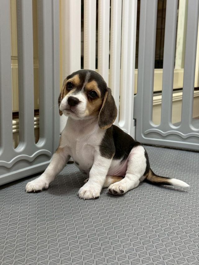 บีเกิ้ล (Beagle) 18