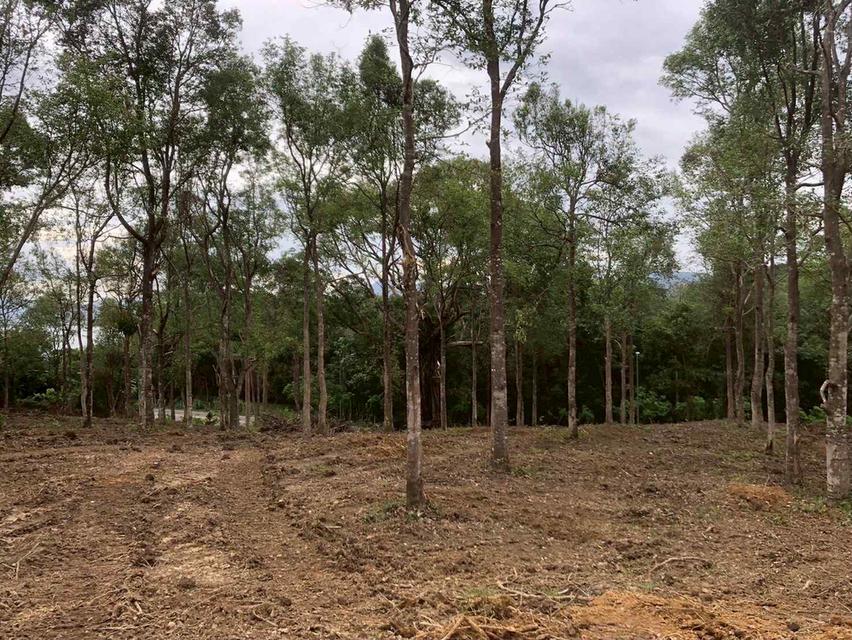 ที่ดินทำเลดี เขาขาด จังหวัดภูเก็ต 5